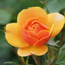 春薔薇　2019