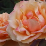 春薔薇　2019
