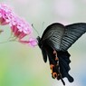 Papilio protenor～Ⅴ