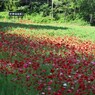 老神温泉郷の花畑