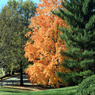 Arlington_01