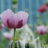芥子1
