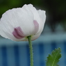 芥子2