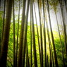 竹林にて