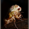 Emergence #1