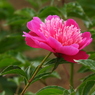芍薬3