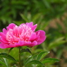 芍薬4