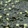 雨灯