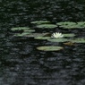 雨音