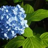 紫陽花