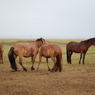 Horse in Mongolia