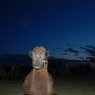 Camel in Mongolia