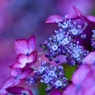 雨の日のお花畑７