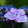 雨の花