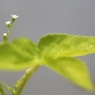 小さな花