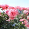 Pink Rose