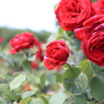 Red Rose