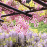 白井大町藤公園