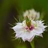 Love in a mist　