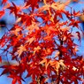 不思議な紅葉