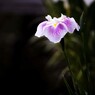 菖蒲