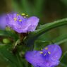 梅雨入り　DSC_5218