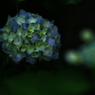 ここにも咲いてるよ。
