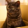 うちの猫です。