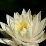 麗