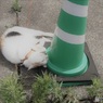 甘夏（猫）の夏