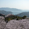 しまなみ海道の桜1
