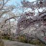 しまなみ海道の桜2