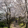 しまなみ海道の桜3