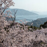 しまなみ海道の桜4