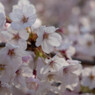 しまなみ海道の桜5