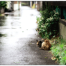 「猫の幸せ」小江戸川越散歩252
