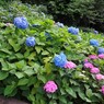 飛鳥の小径①