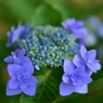 竜胆色の紫陽花