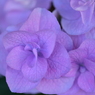 淡紅藤の紫陽花