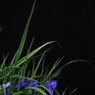 紫露草の頃