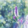 幸せな時