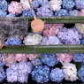 花手水