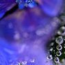 雨中の花宇宙Ⅲ