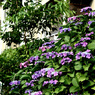 住宅　紫陽花