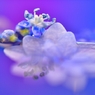 星花火とガクアジサイ