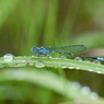 雨の中の肖像