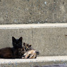 黒母ちゃんとちーさび家族