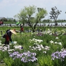 花摘み
