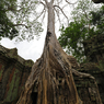 Ta Prohm 2