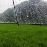 よく降る雨